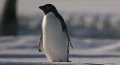 Où peut-on voir des pingouins ?