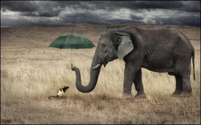 Que signifie l'éléphant ?