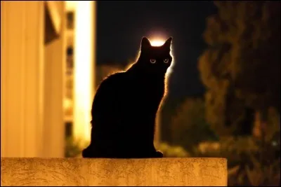 Que signifie le chat ?