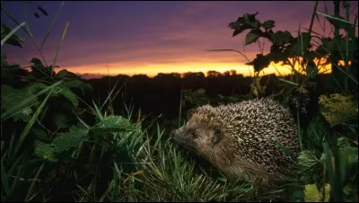 Que veut dire le hérisson ?
