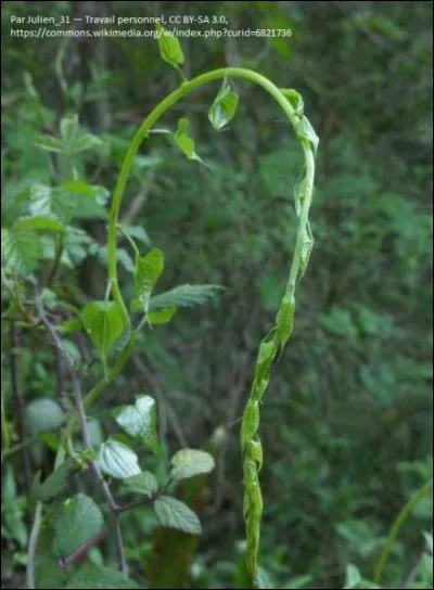 Comment s'appellent ces plantes comestibles souvent confondues avec des asperges sauvages ?