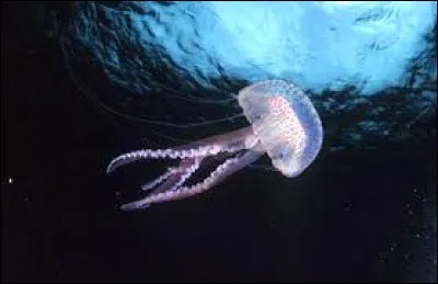 Comment s'appelle la méduse la plus venimeuse ?