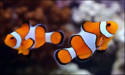 Au Japon, un poisson venimeux est vendu très cher dans les restaurants. Comment s'appelle-t-il ?