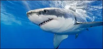 Combien existe-t-il d'espèces de requins ?