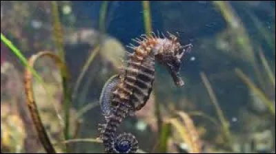 Chez les hippocampes, où les ufs sont-ils pondus ?