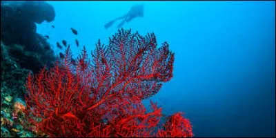 Le corail est venimeux.