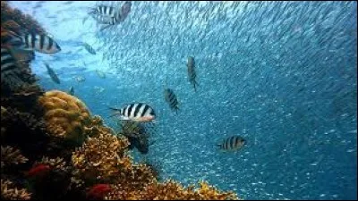 À quel groupe appartient le krill ?