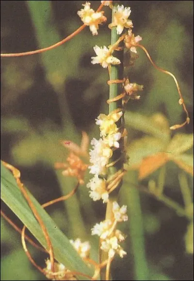 Quelle est cette plante parasite ?
