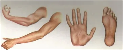 Quelle est la surface approximative d'une peau humaine ?