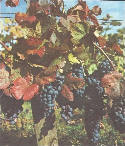 À quelle famille appartient la vigne ?