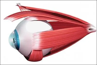 Les muscles oculaires sont en perptuel mouvement.