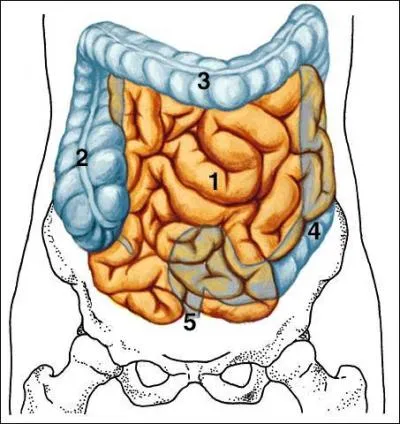 L'intestin n'a pas de muscles.