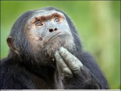 M. Saladin essaie d'expliquer à M. Morel qu'il descend du chimpanzé. Quelle race d'homininés ne cite-t-il pas car elle n'a jamais existé ?