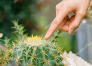 Test Es-tu un cactus ?