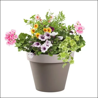 À quoi ressemblerait ton éventuel pot ?