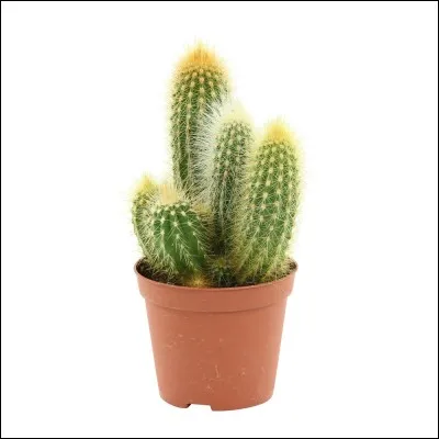 Pourquoi fais-tu ce test ?