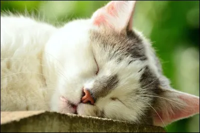 Aimes-tu les animaux en général ?