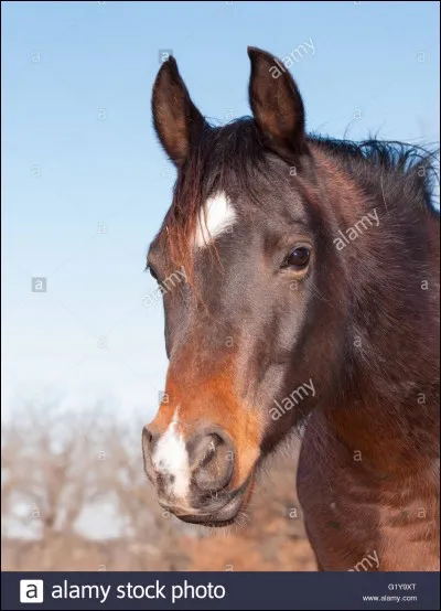 Aimes-tu les chevaux ?