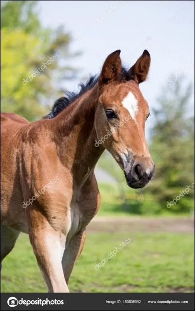 As-tu peur des chevaux ?