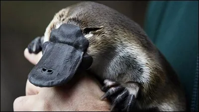 L'ornithorynque est un mammifère venimeux.