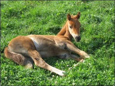 Un poulain trotte une heure après sa naissance.