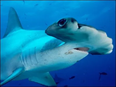 Les requins-marteaux ont une mauvaise vue.