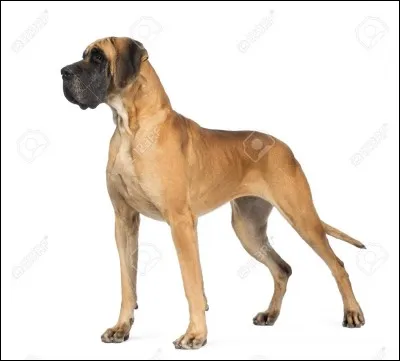 Le grand danois n'est pas la plus grande race de chiens