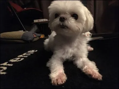 Dans quel groupe est le propriétaire de ce chien (Coco) ?