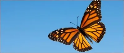Les papillons n'émettent pas de son.