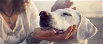 Un chien est malade si sa truffe est froide et humide.