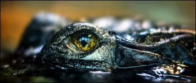 Les crocodiles ont trois paupières sur chaque oeil.