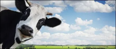 Les vaches perdent leurs cornes une fois par an.