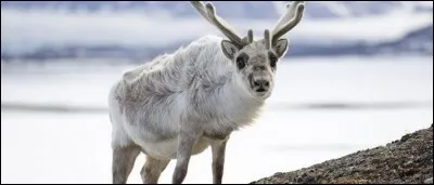 La femelle du renne ne porte pas de bois.
