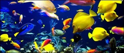 Certains poissons sont capables de se déplacer sur terre.