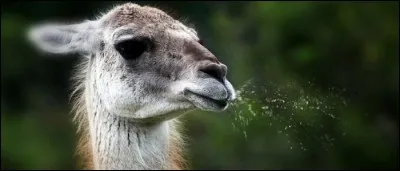 Le lama crache vraiment quand il est en colère.