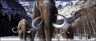 Ce sont surtout les mammouths qui nous fournissent de l'ivoire.