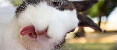 Il y a des fous parmi les animaux.