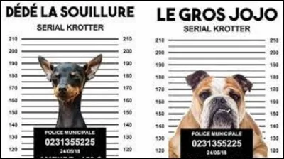 [Langue étrangère]

En italien, comment prononce-t-on le mot "chien" ?