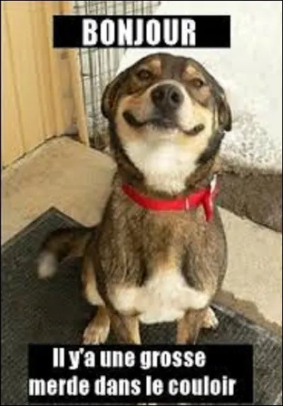 [Citation]

Quel est le nom de cet humoriste qui a dit : ''Chien qui aboie ne mord pas dit le proverbe. Moi je veux bien le croire, lui, est-ce qu'il le sait ? '' ?