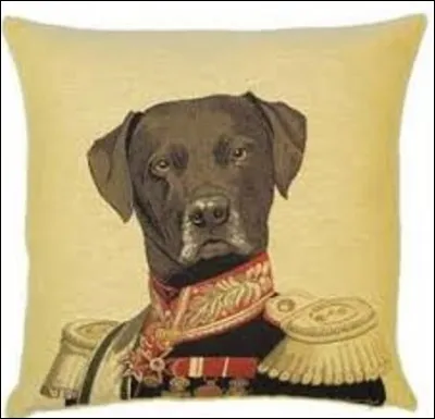 [Histoire / chien célèbre]

Mort en 1797 au château de Montebello, à Milan, lors d'une confrontation pendant la campagne d'Italie avec un autre de ses congénères, Fortuné était le chien de l'impératrice Joséphine de Beauharnais. Il était connu pour sa méchanceté vis-à-vis de Napoléon, qu'il ne pouvait pas sentir.
Mais de quelle race était-il ?