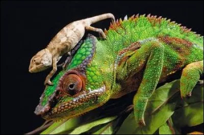 Les premiers d'entre eux font partie des Pantomimes lumineuses :