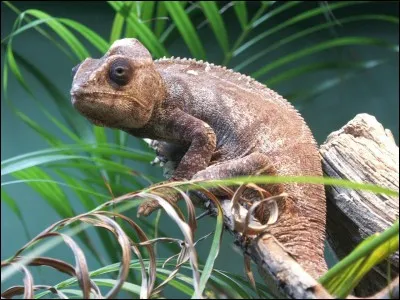 La rubrique traite des métazoaires :