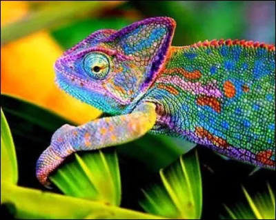 On y parle de marques, de records, de cylindrées anciennes mais toujours belles et même d'épaves !