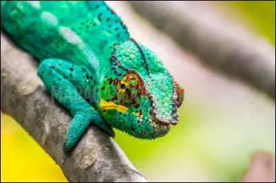 Dansez, chantez, prenez-vous pour des paparazzis de toutes les époques !