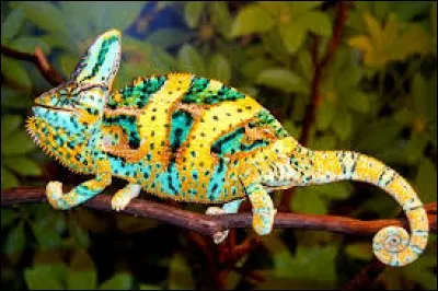 Elle peut être "digne" des Thénardier, on la préfère servie par Joël Robuchon :