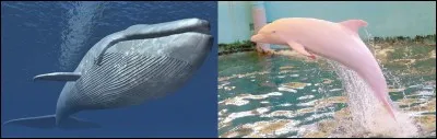 30 mètres de long, c'est sa taille ! Du coup, quel est le plus grand animal du monde ?