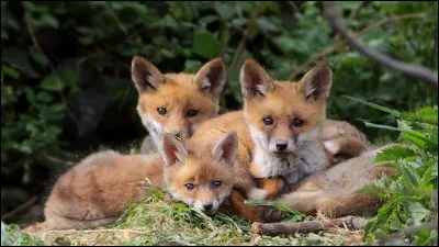 À quelle famille appartiennent les renards ?