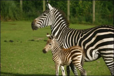 Comment appelle-t-on le bébé du zèbre ?