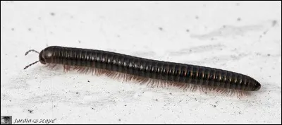 S.V.T. Quel est le nombre maximum de pattes que possède un mille-pattes ?