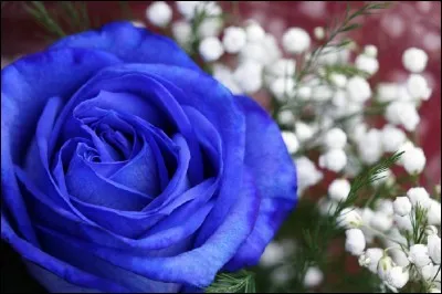 De quelle couleur est 'La rose du Caire' dans le titre du film de Woody Allen ?